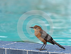 Small bird on the ledge of a swimming pool