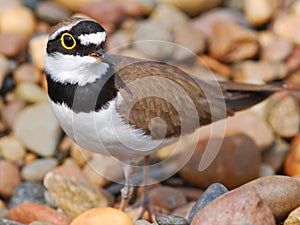 Small bird Little Ringed Plover