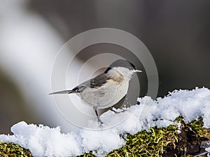 Small bird, Marsh Tit Poecile palustris in winter landscape