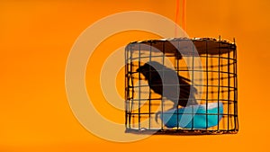 Small bird in narrow cage against orange color background, restrained freedom concept