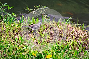 Small bird near the pond in botanical garden on Oahu island