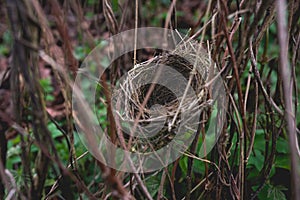 Small bird nest hidden in shrubbery