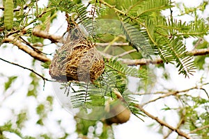 Small bird nest on the tree