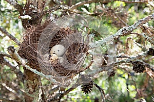 Small bird nest with white eggs