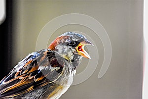 A small bird with open beak photo