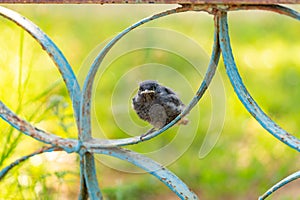 Small bird outdoors. Sparrow chick