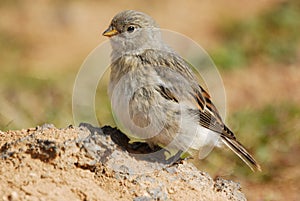 Small bird (Passer spp.) in Krafla area, Iceland
