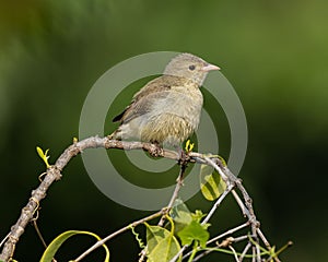 small bird perched on branch by shrubbery in sunny weather