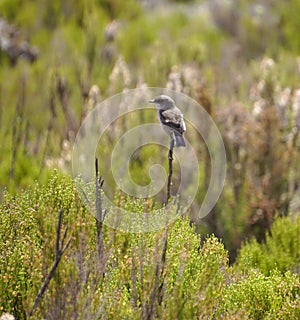 Small bird perched on a branch photo