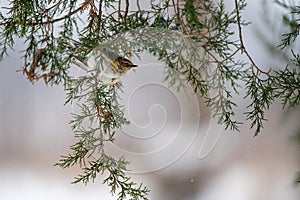 a small bird perched on a branch in the snow,