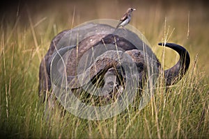 Small bird perched on a buffalo's back in Masai Mara, Kenya