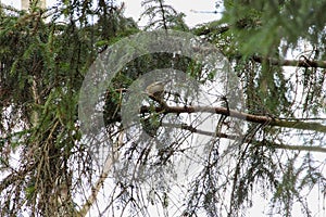 Small bird perched on a green spruce branch in peaceful forest. photo