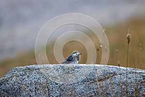 Small bird perched on a large rock surrounded by lush grass