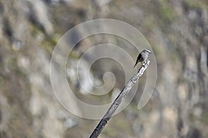 Small bird perched on a pole on an unfocused background