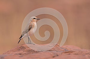 Small bird perched on a rock