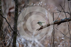 the small bird is perched on the small branch in the woods