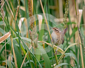 Small bird perched on spikes of grass looking up