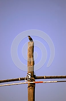Small bird perched on a telecommunication pole