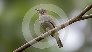 A small bird perched on a thin tree branch against a blurred green background
