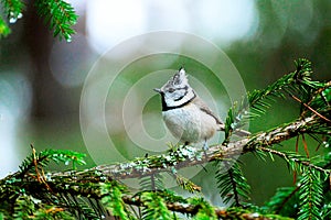 A small bird perched on a tree branch