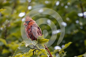 A small bird perched on a tree branch