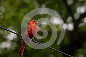 A small bird perched on a tree branch