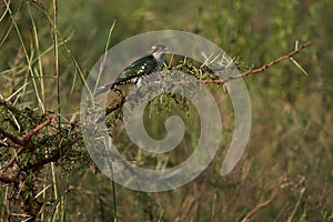 A small bird perched on a tree branch
