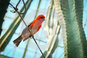 Small bird perched on a wire