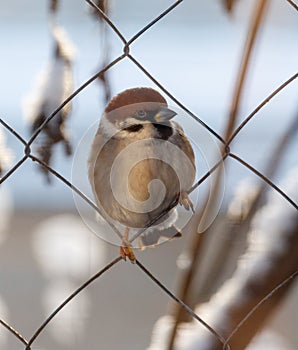 A small bird is perched on a wire