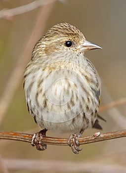 Small Bird Pine Siskin