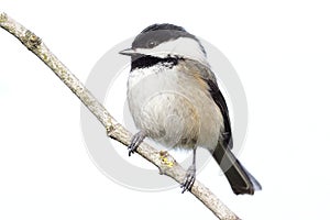 Small Bird Poecile atricapillus Chickadee Isolated White Background