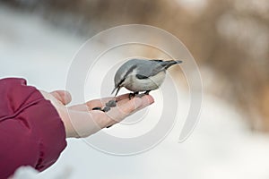 A small bird poecile montanus eats sunflower seeds from a hand in winter