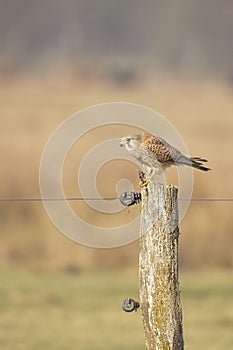 Kestrel, Falco tinnunculus. Bird of prey.