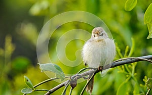 Small bird - Prinia