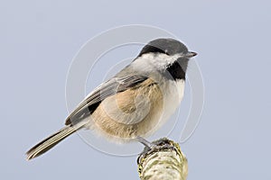 Small Bird Profile Perched Branch