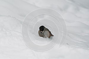 A small bird with a red breast and a black head..The finch sits in the snow.
