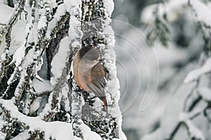 A small bird with a red breast and a black head..The finch sits on a snow-covered spruce branch.