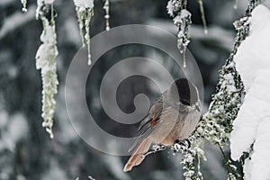 A small bird with a red breast and a black head..The finch sits on a snow-covered spruce branch.