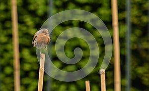 Small bird robin