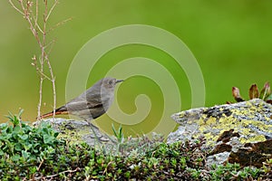 Small bird on a rockFemale Black redstart Phoenicurus ochruros on a rock