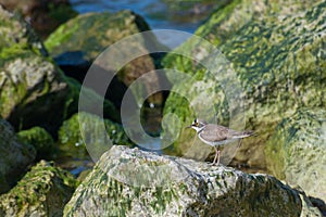 Small bird on a rocky shore background