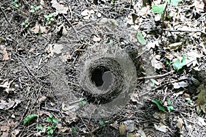 A small bird`s nest fell from a tree to the ground in the forest