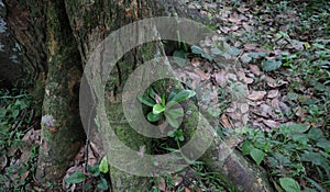 A small Bird\'s nest fern plant growing inside the gap between two large roots of a Jack tree