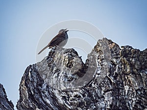 A small bird singing a song on a sunny day on olympia washington