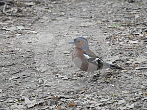 A small bird singing in the woods.