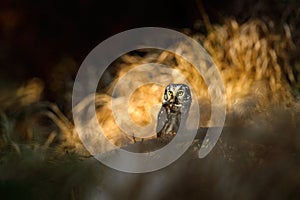 Small bird sitting on branch. Animal taken with wide angle lens. Bird in nature habitat, Sweden, Boreal owl in nature. Rare owl wi