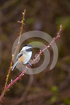 Small bird sitting on branch endangered species feathers wings