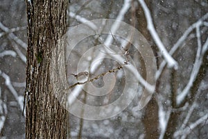 the small bird is sitting on the branch in the snow