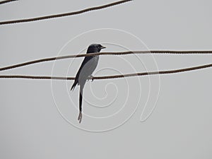 small bird sitting on top of an electric wire in the daytime