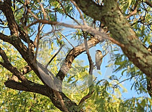 Small bird sitting on a tree - animals in wild